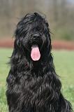 BRIARD 259